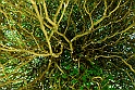 Orto Botanico_010